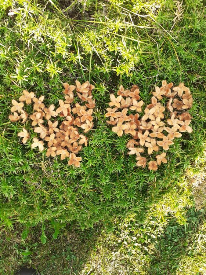 Forgaria nel Friuli Baita Tana Da L'Ors מראה חיצוני תמונה