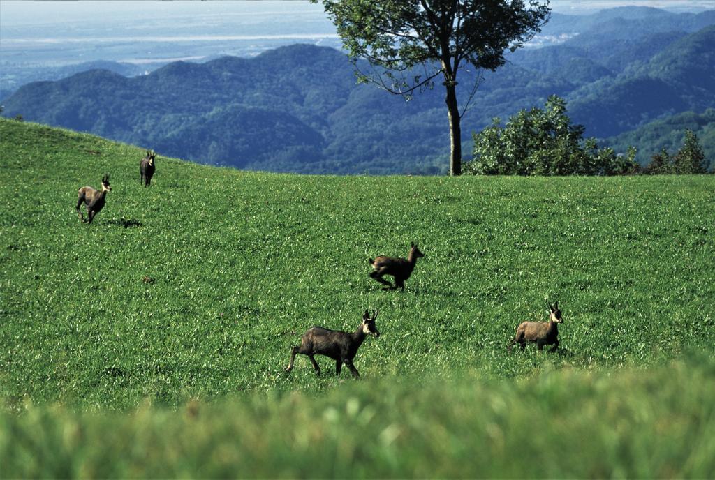 Forgaria nel Friuli Baita Tana Da L'Ors מראה חיצוני תמונה